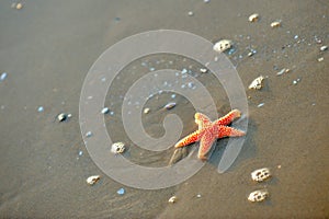 Starfish on wet sand