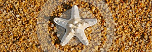 Starfish on a the wet sand of the beach, web banner