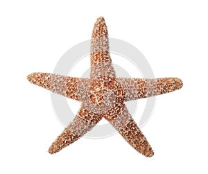 Starfish on White