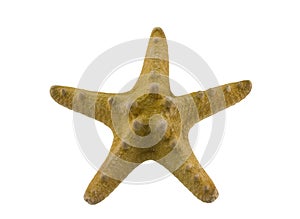 Starfish on white