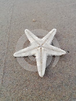 Starfish white color isolated on the beach sand