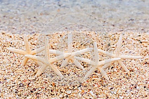 Starfishes