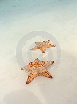 Starfishes