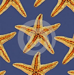 Starfishes on blue background