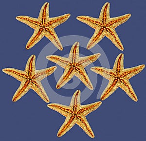 Starfishes on blue background