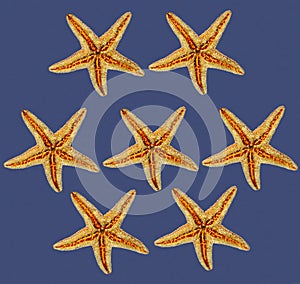 Starfishes on blue background