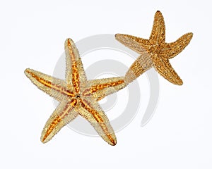 Starfishes couple on white background