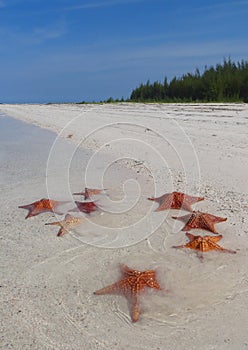 Starfishes at a key photo