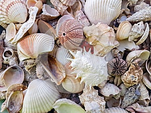 Starfishes, pearls, and amazing seashells