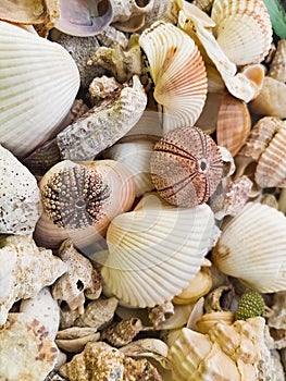 Starfishes, pearls, and amazing seashells