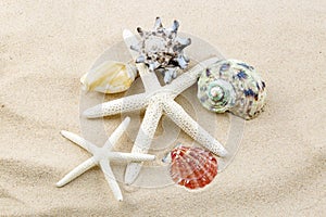 Starfishes, pearls, and amazing seashells