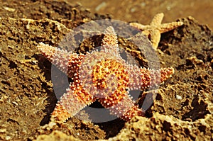 Starfishes on a rock