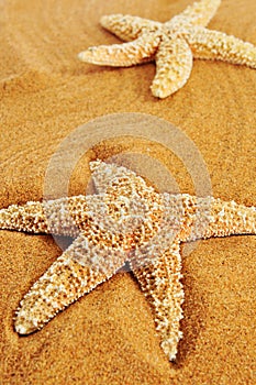 Starfishes on the sand of a beach