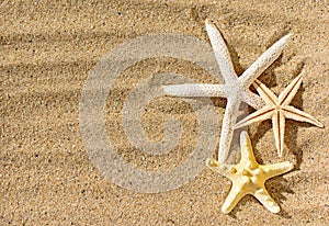 Starfishes on sandy beach