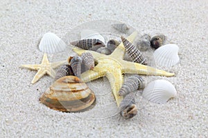 Starfishes and seashells on the beach