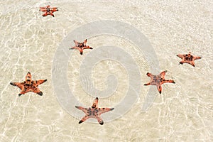 Starfishes on the shore of beach