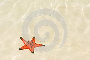 Starfishes on the shore of beach