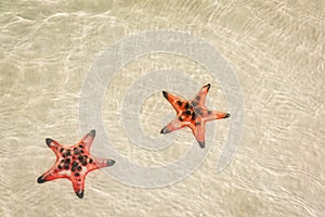 Starfishes on the shore of beach