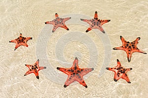 Starfishes on the shore of beach