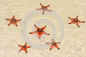 Starfishes on the shore of beach