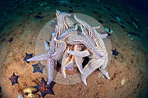Starfishes spawning photo