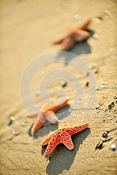 Starfishes on wet sand