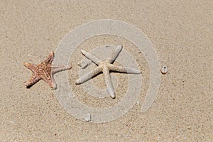 Starfishs on sandy beach