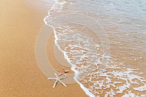 Starfishs on tropical beach