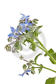 Starflower (Borage) isolated on white background photo