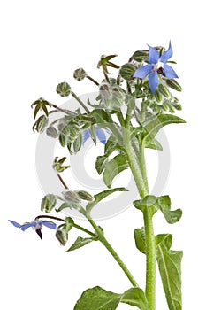 Starflower (Borage) isolated on white background photo