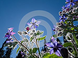 Starflower, Borago officinalis photo