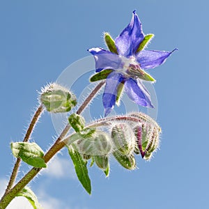Starflower, Borago officinalis, bloosom and buds photo