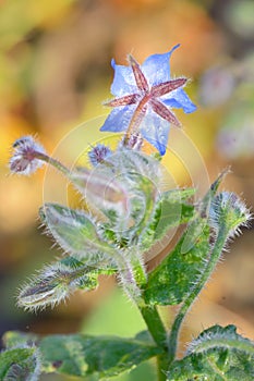 Starflower (Borago officinalis) blossom