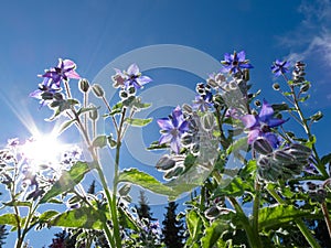 Starflower, Borago officinalis, and summer sun photo