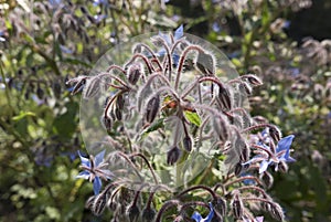 Starflower flowering plant