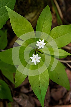 Starflower (Lysimachia borealis photo