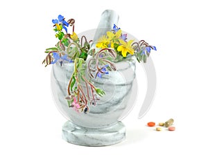 Starflower and St Johns Wort