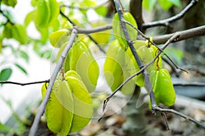 Starfruit