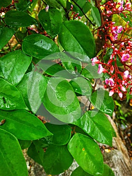 Starfruit leaves are wet from rainwater