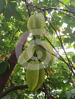 Starfruit in my home