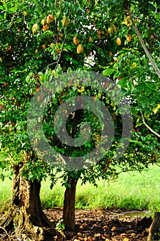 A starfruit tree laden with fruit.