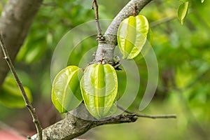 Starfruit