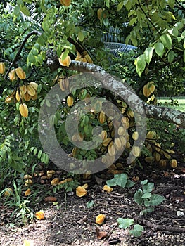 Starfruit on tree in South Florida, USA