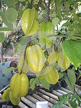 Starfruit,it is unique fruit,it contains alot of c vitamin photo