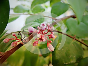 starfuit flowers