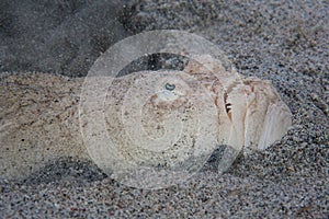 Stargazer Burying Itself in Sand