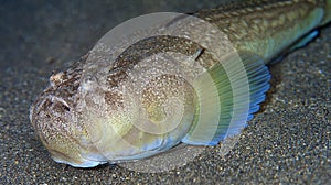 Stargazer, Cabo Cope Puntas del Calnegre Regional Park, Spain photo