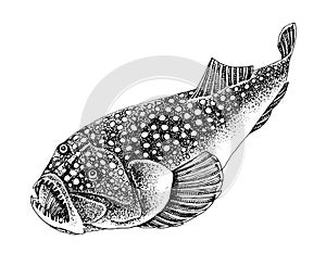 Stargazer hand drawn fish vector