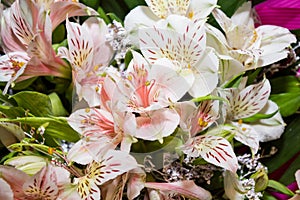 Stargazer Lilies