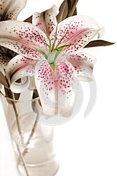 Stargazer Lilies in Vase